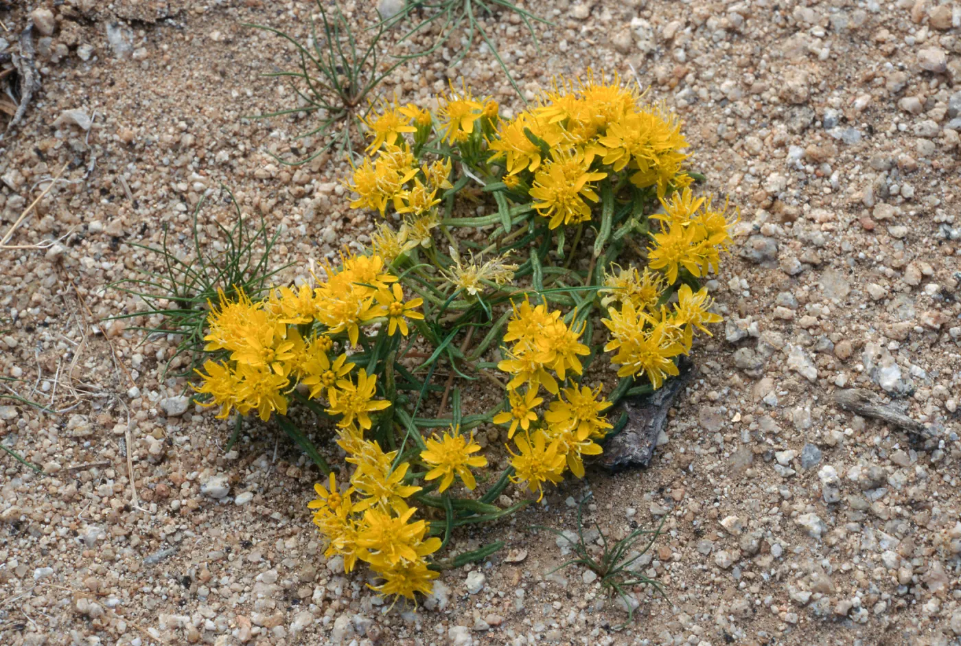 Pectis papposa, Lucerne Valley, Mojave Desert