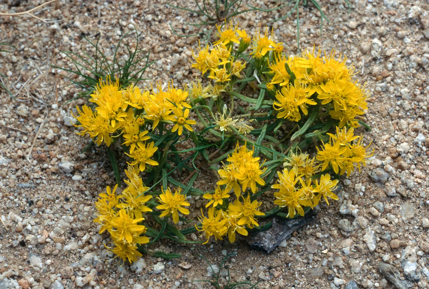 Pectis papposa, Lucerne Valley, Mojave Desert