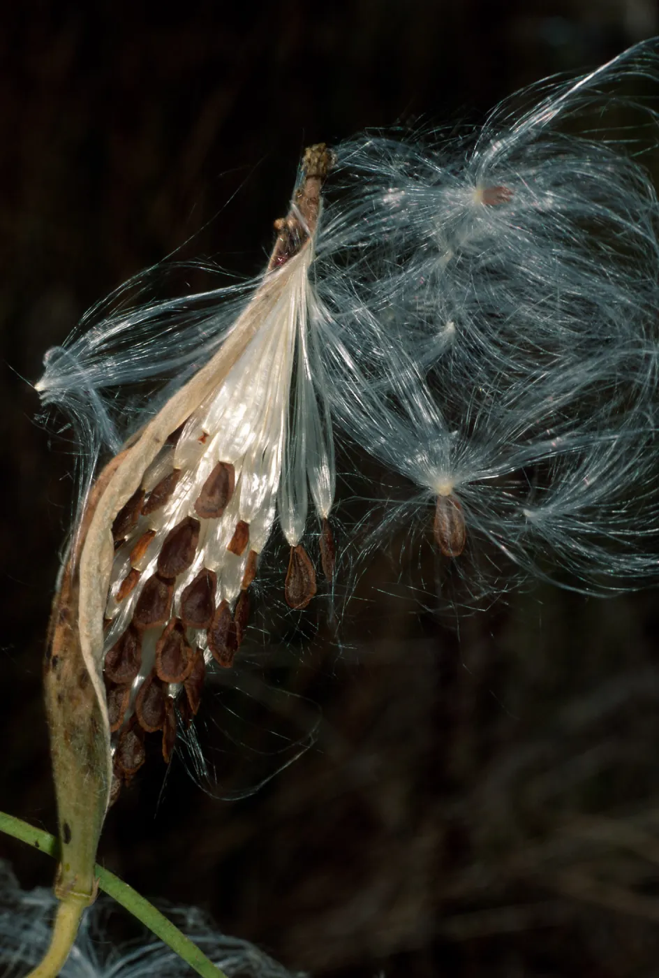 Asclepias fascicuaris, Cherry Cove, Catalina Island
