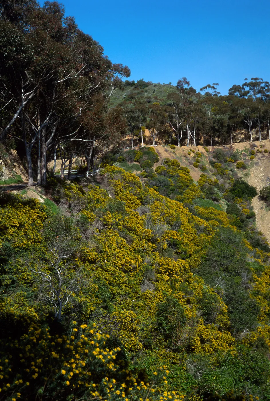 Eucalyptus & Genista (Cystis) linifolia, Hamilton Canyon, Santa Catalina Island