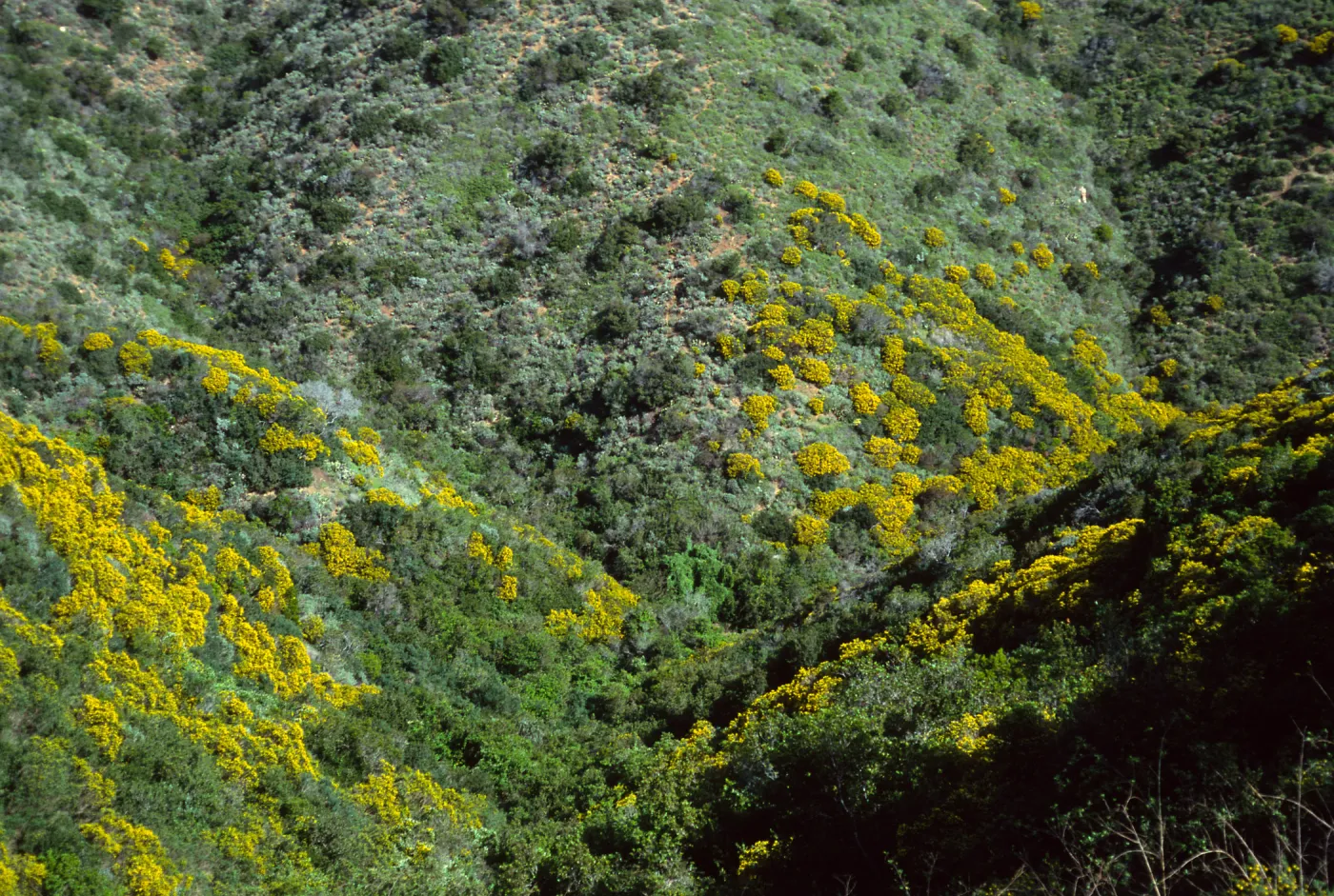 Eucalyptus & Genista (Cystis) linifolia, Hamilton Canyon, Santa Catalina Island