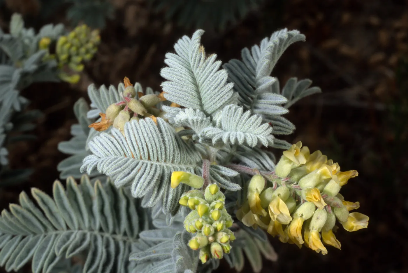 Astragalus pychostachyus lanosissimus, Ventura