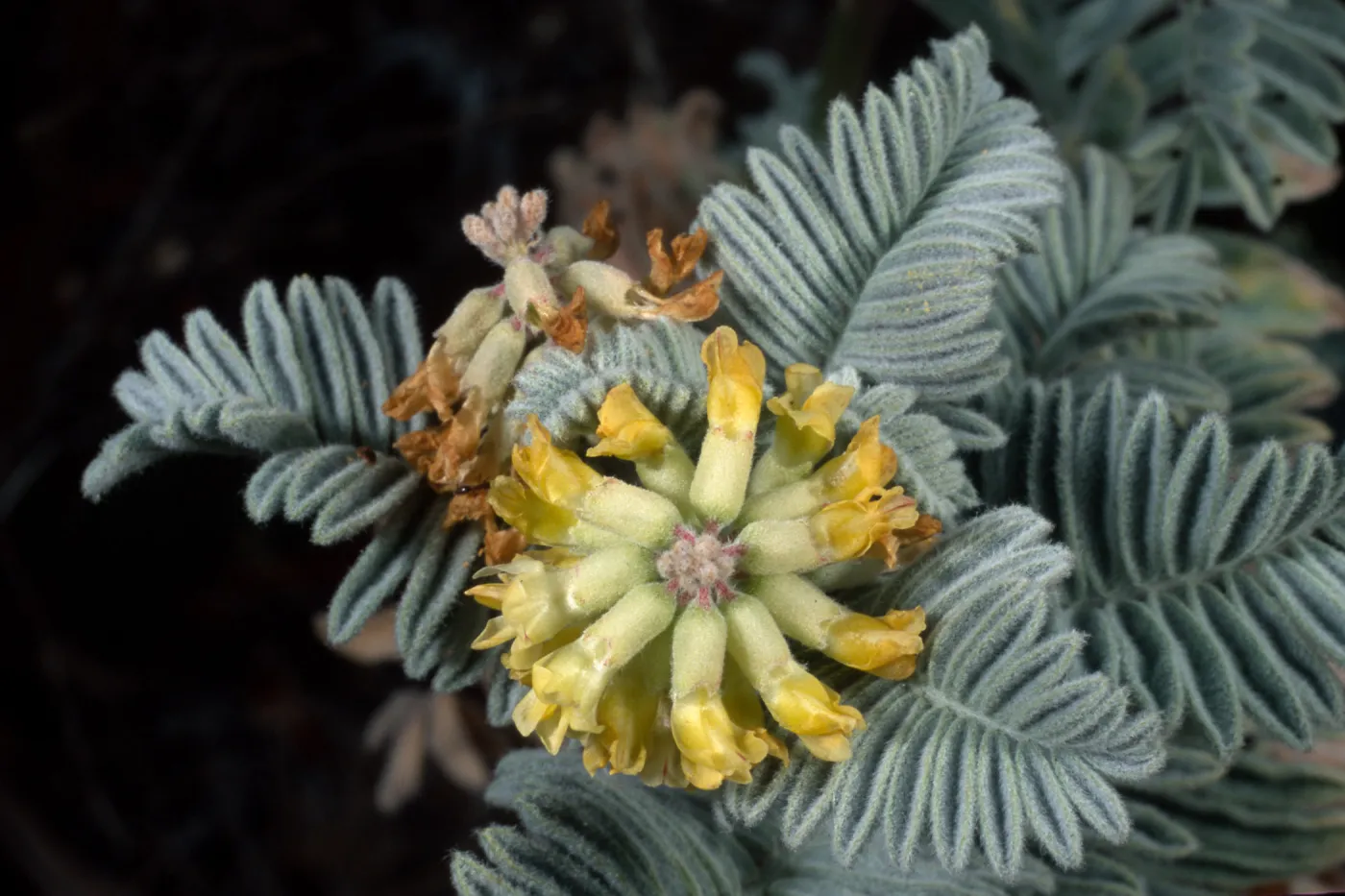 Astragalus pychostachyus lanosissimus, Ventura