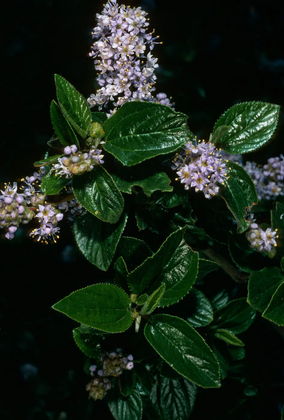 Ceanothus oliganthus, Tunnel Trail, Santa Barbara County
