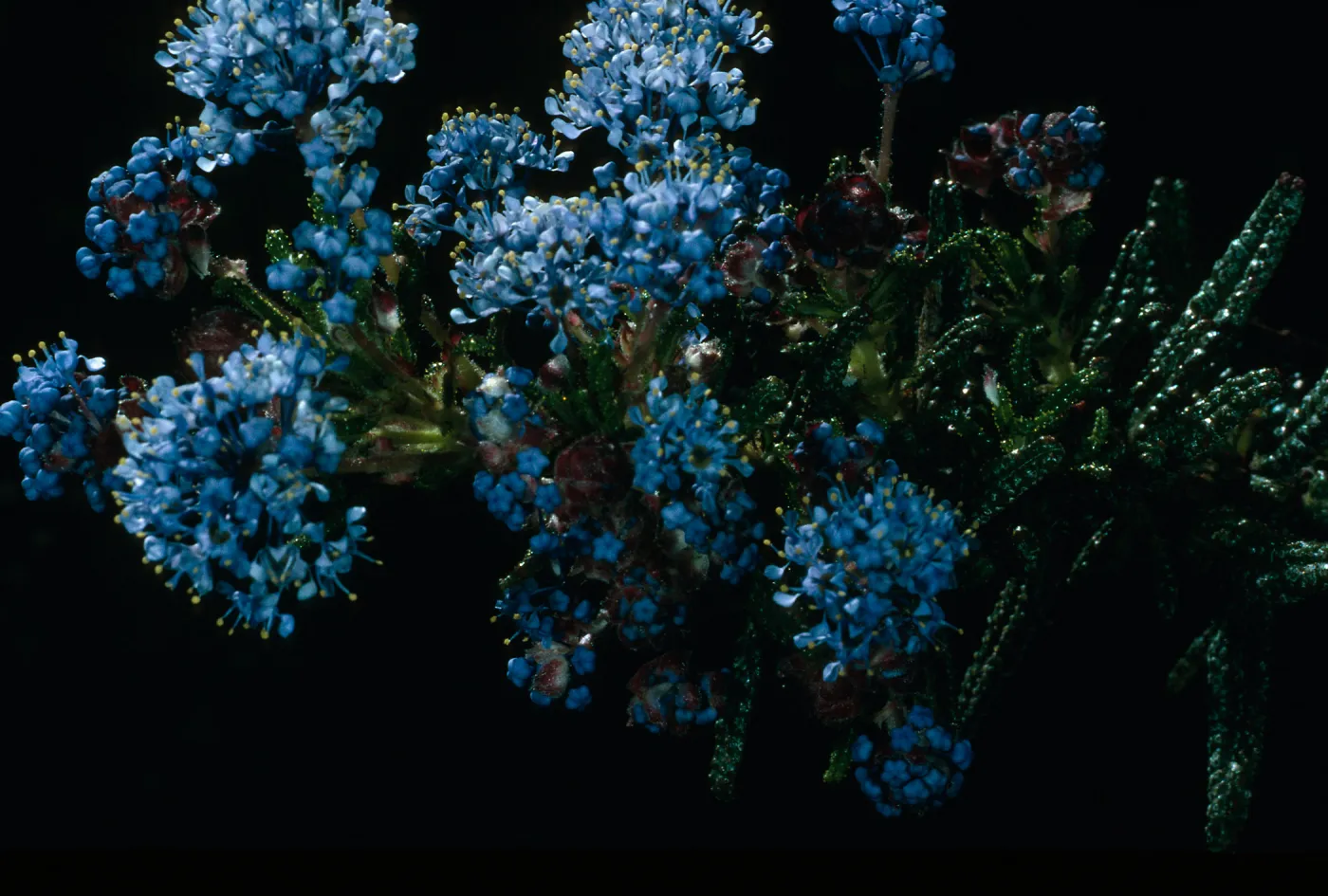 Ceanothus papillosus, Lions Den, San Luis Obispo County