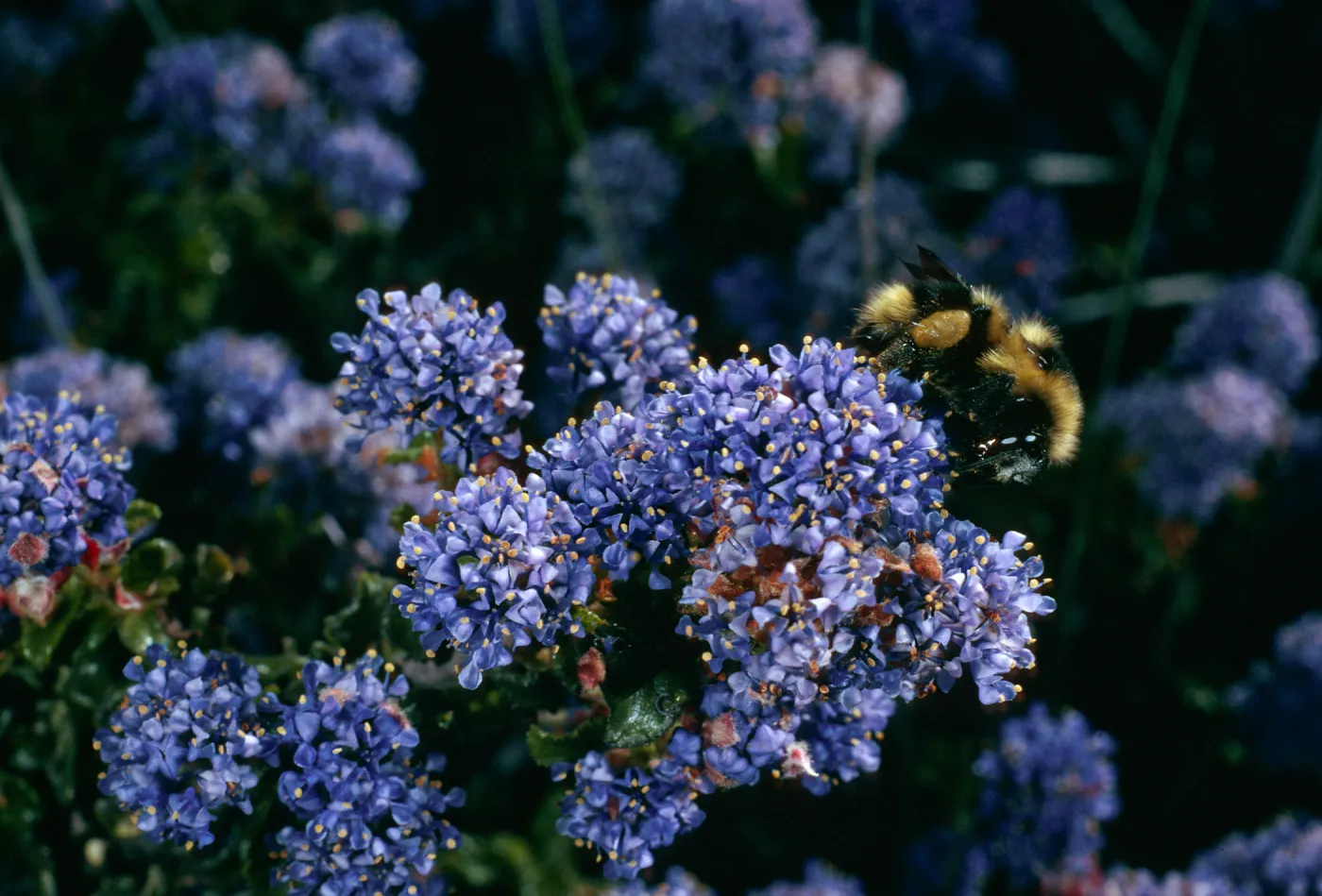 Ceanothus foliosus medius, Bumblebee, Cuesta, San Luis Obispo County