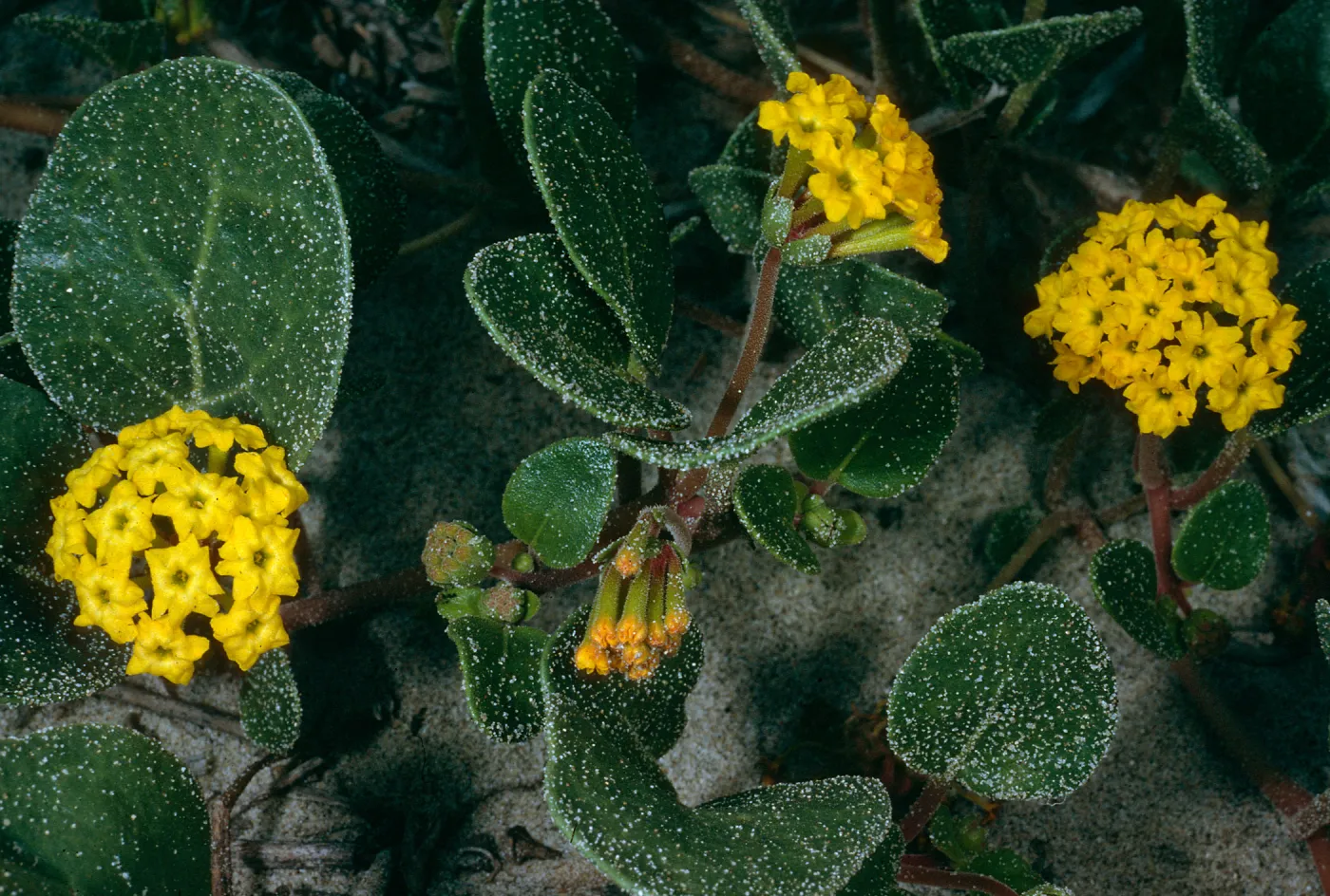 Abronia latifolia, Surf, California