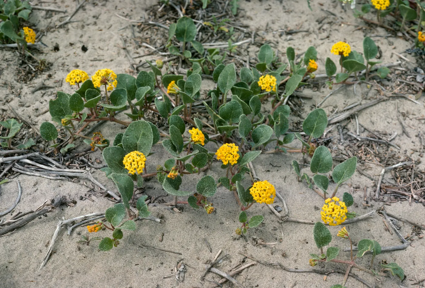 Abronia latifolia, Surf, California