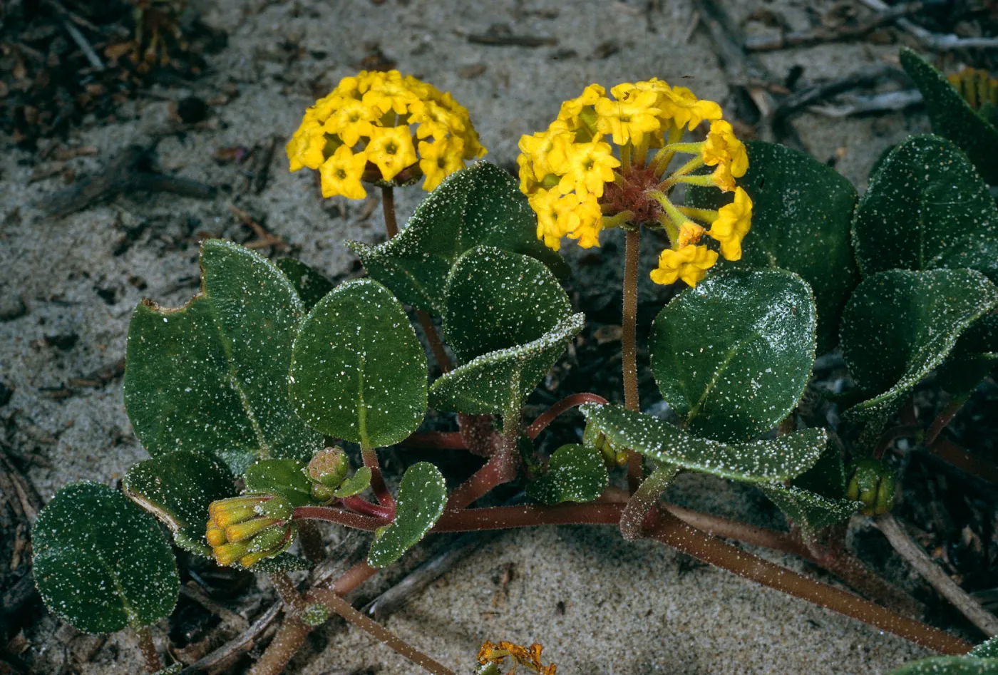 Abronia latifolia, Surf, California