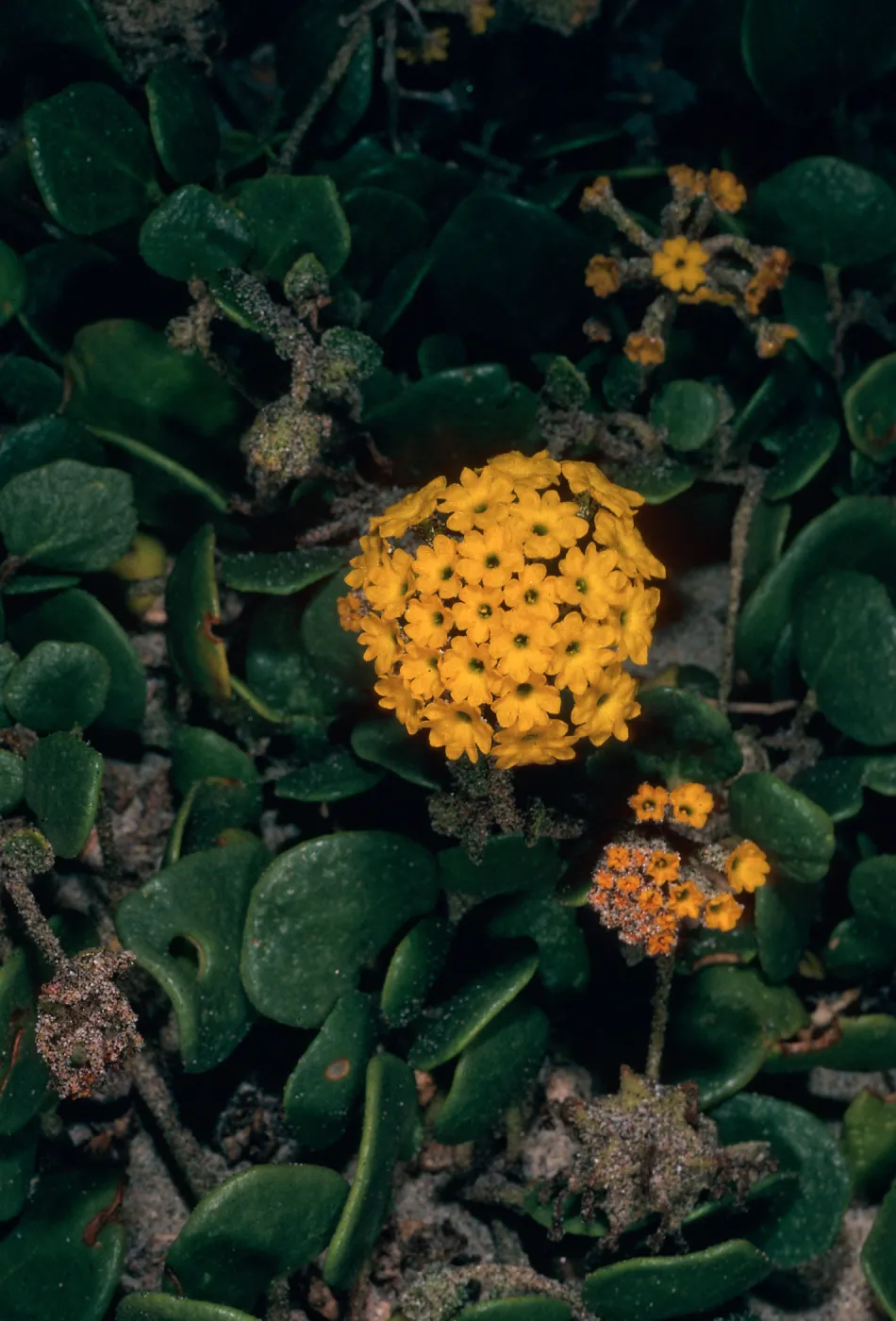 Abronia latifolia, Pfeiffer Beach, Big Sur, Monterey County