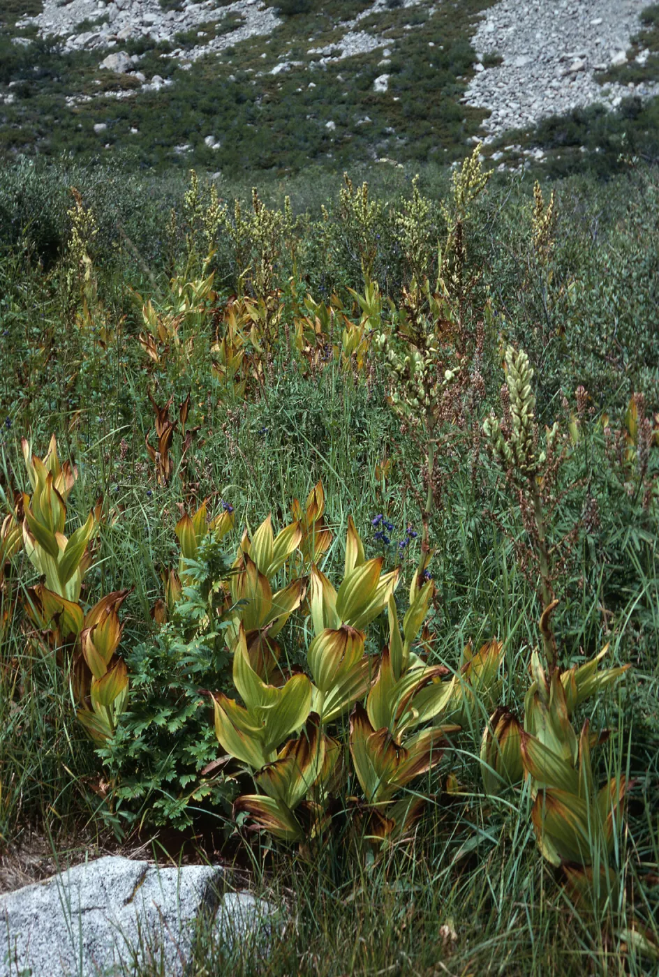 Veratrum californicum, Onion Valley, Sierra Nevada