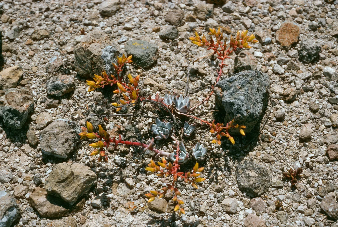 Dudleya greenei “nana”, East Point, Santa Rosa Island