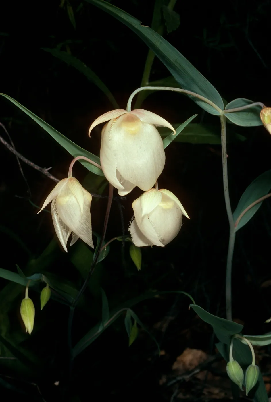 Calochortus albus, Paradise Road, Santa Barbara County