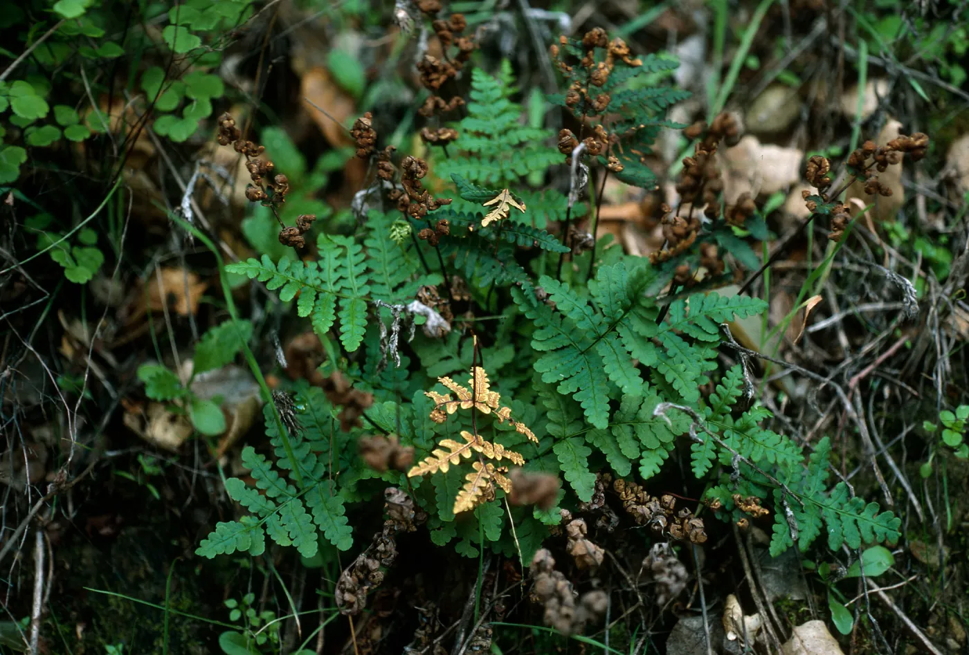 Pentagramma triangularis, Tunnel Road, Santa Barbara County