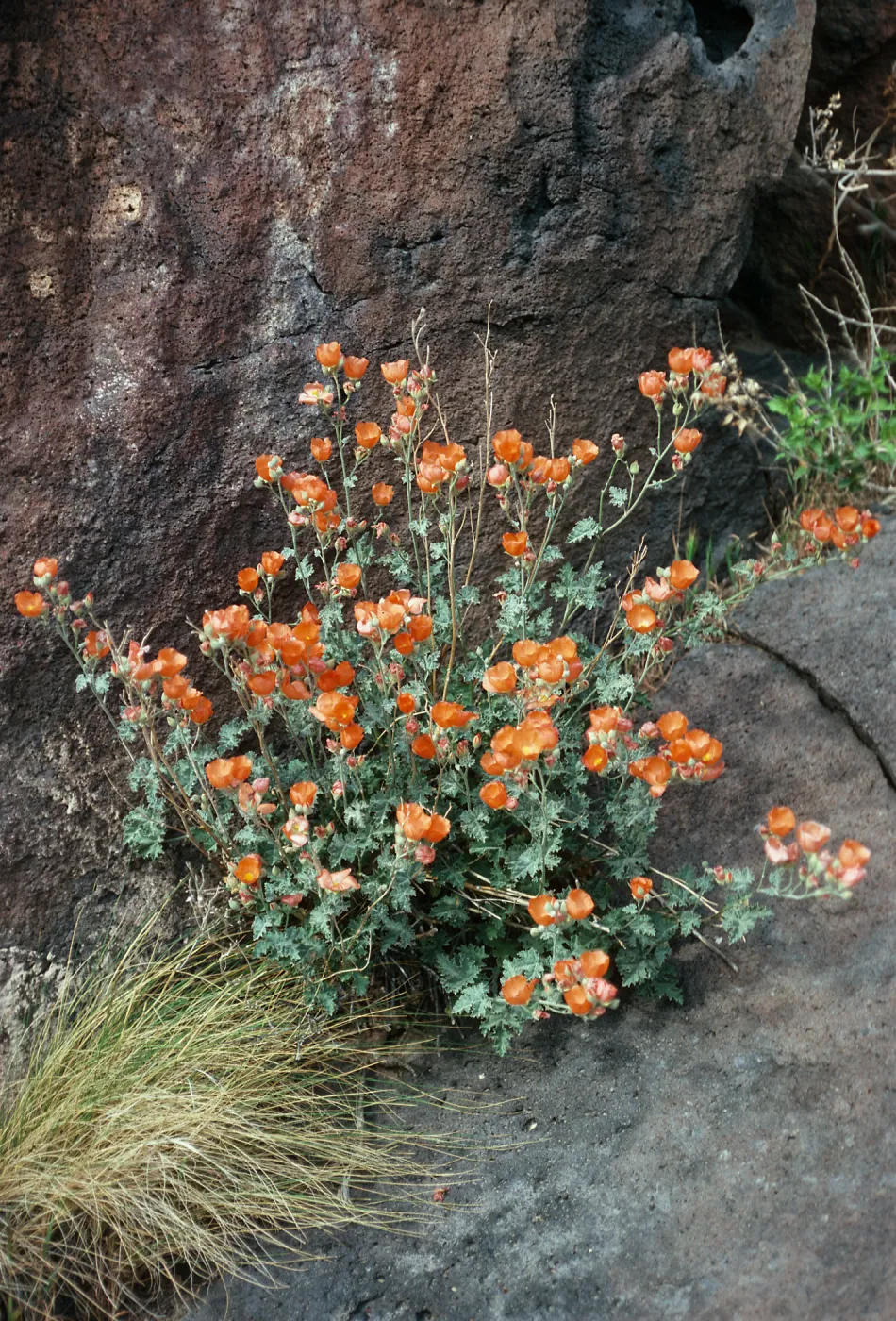 Sphaeralcea ambigua, Little Lake, California