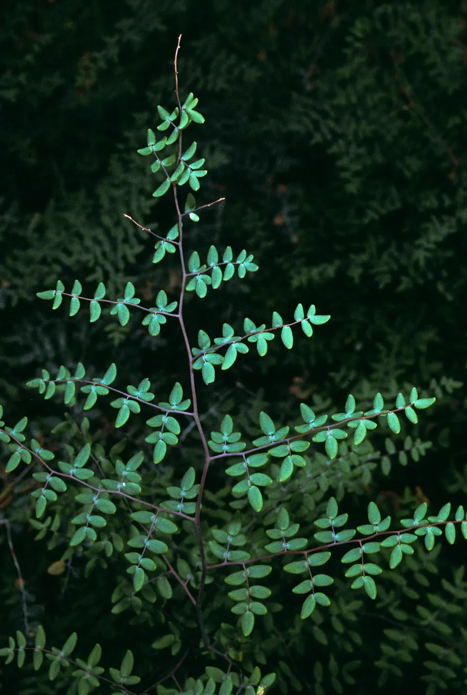 Pellaea mucronata, East Jesusita Trail, Santa Barbara County