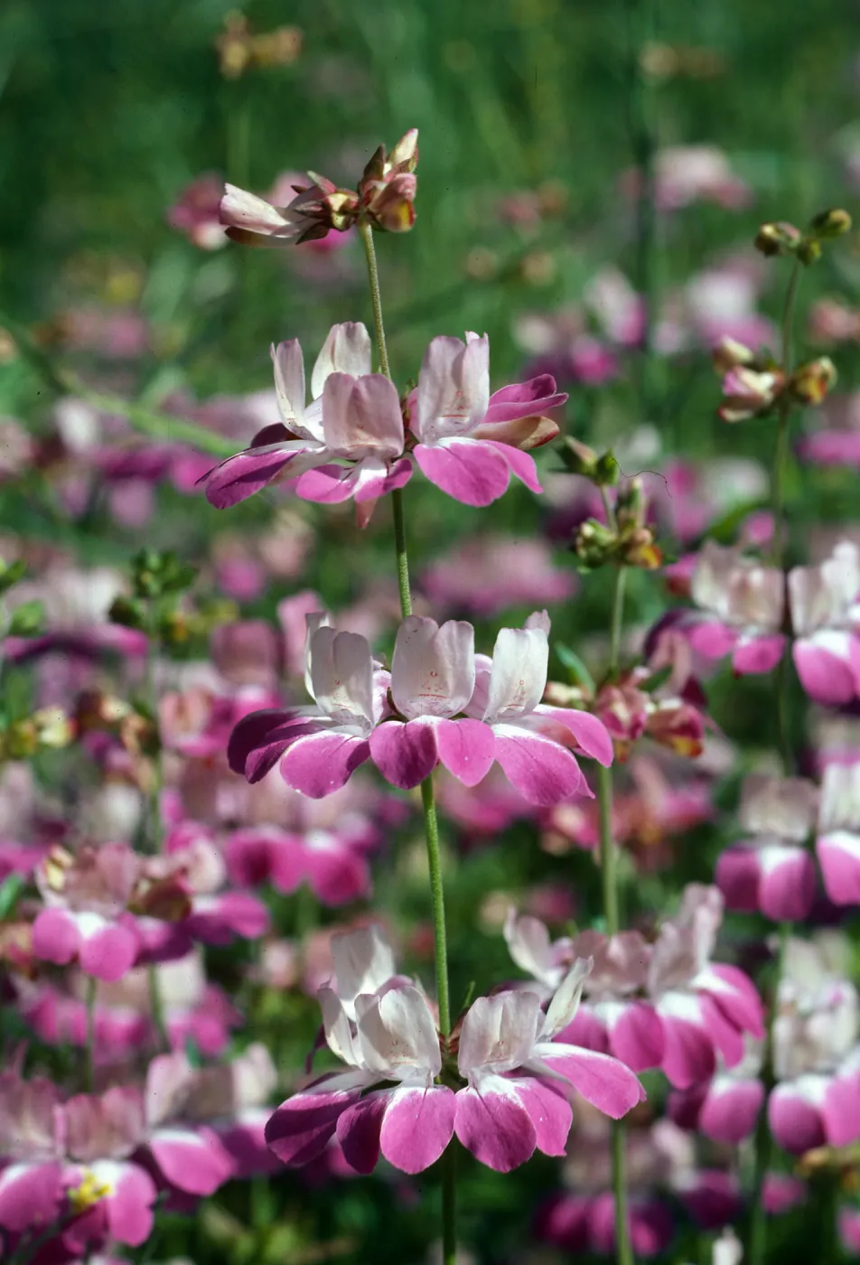 Collinsia heterophylla, Charmlee County Park, Santa Monica Mountains