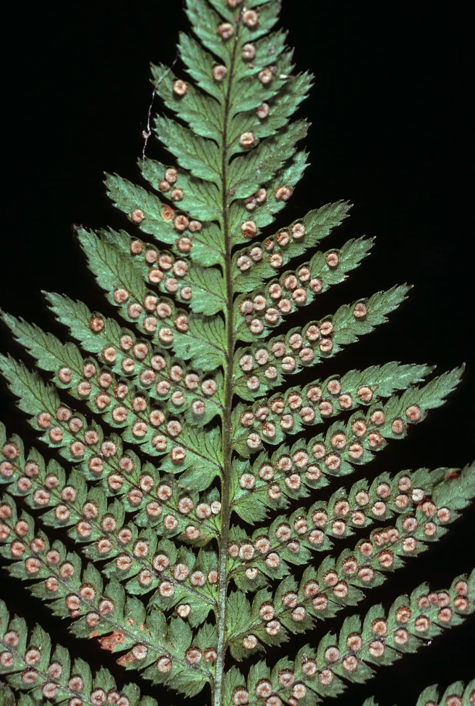 Dryopteris arguta, West Camino Cielo, Santa Barbara County