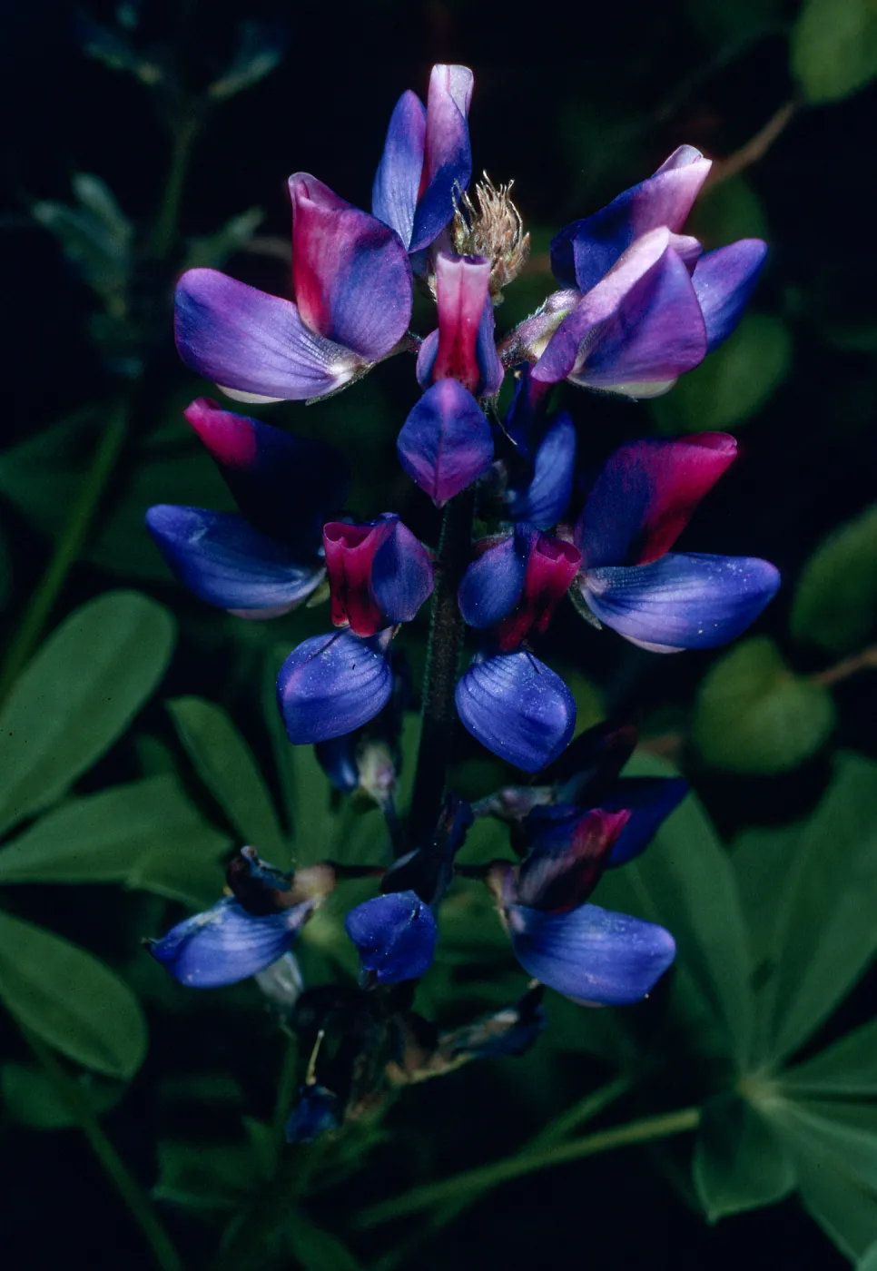Lupinus succulentus, Santa Barbara Botanic Garden