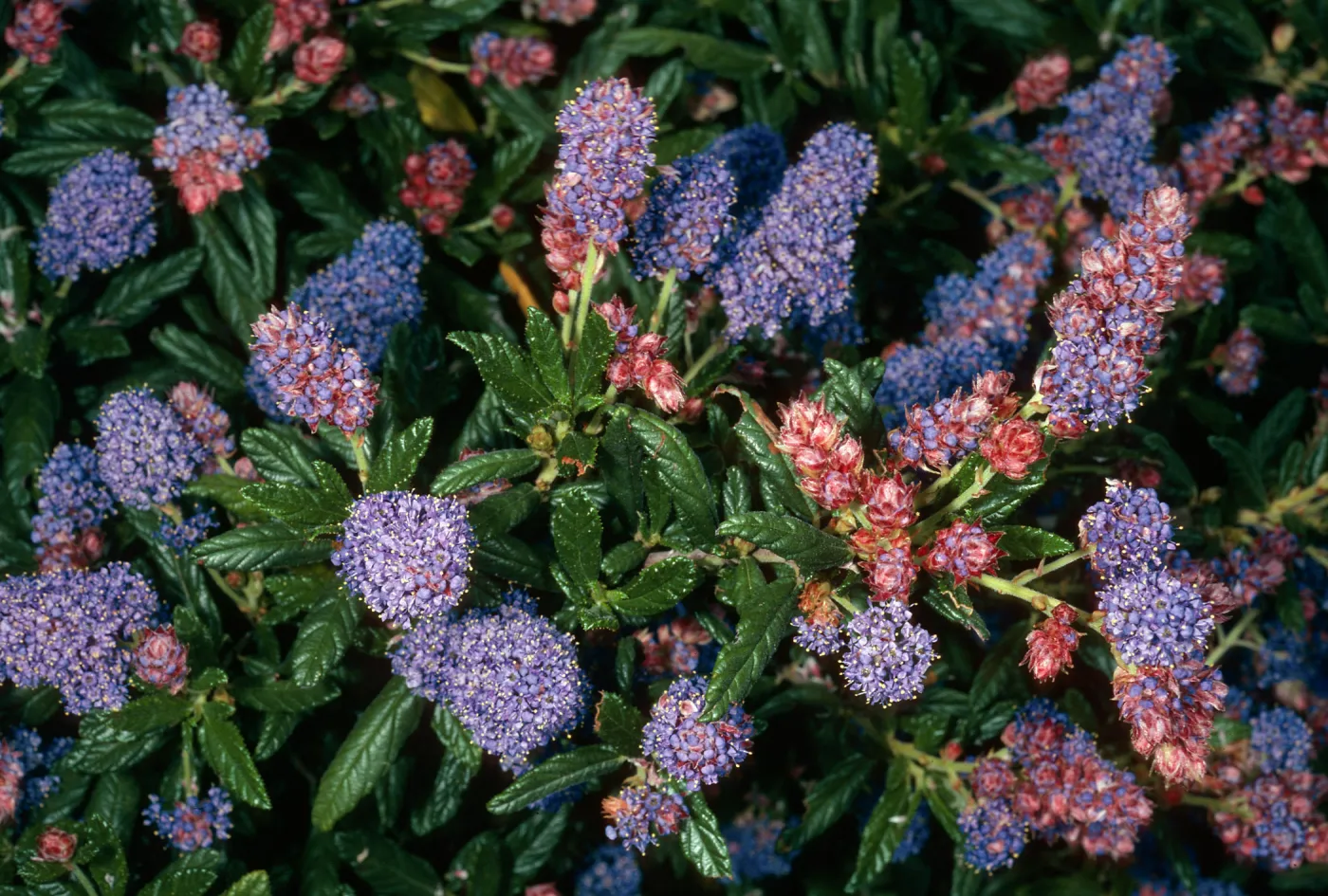 Ceanothus ‘Wheeler Canyon’, PorterTrail, Santa Barbara Botanic Garden