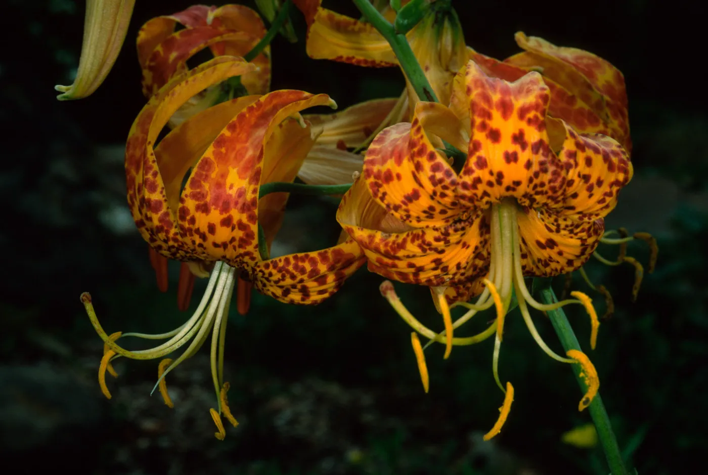 Lilium washingtonianum, Santa Barbara Botanic Garden