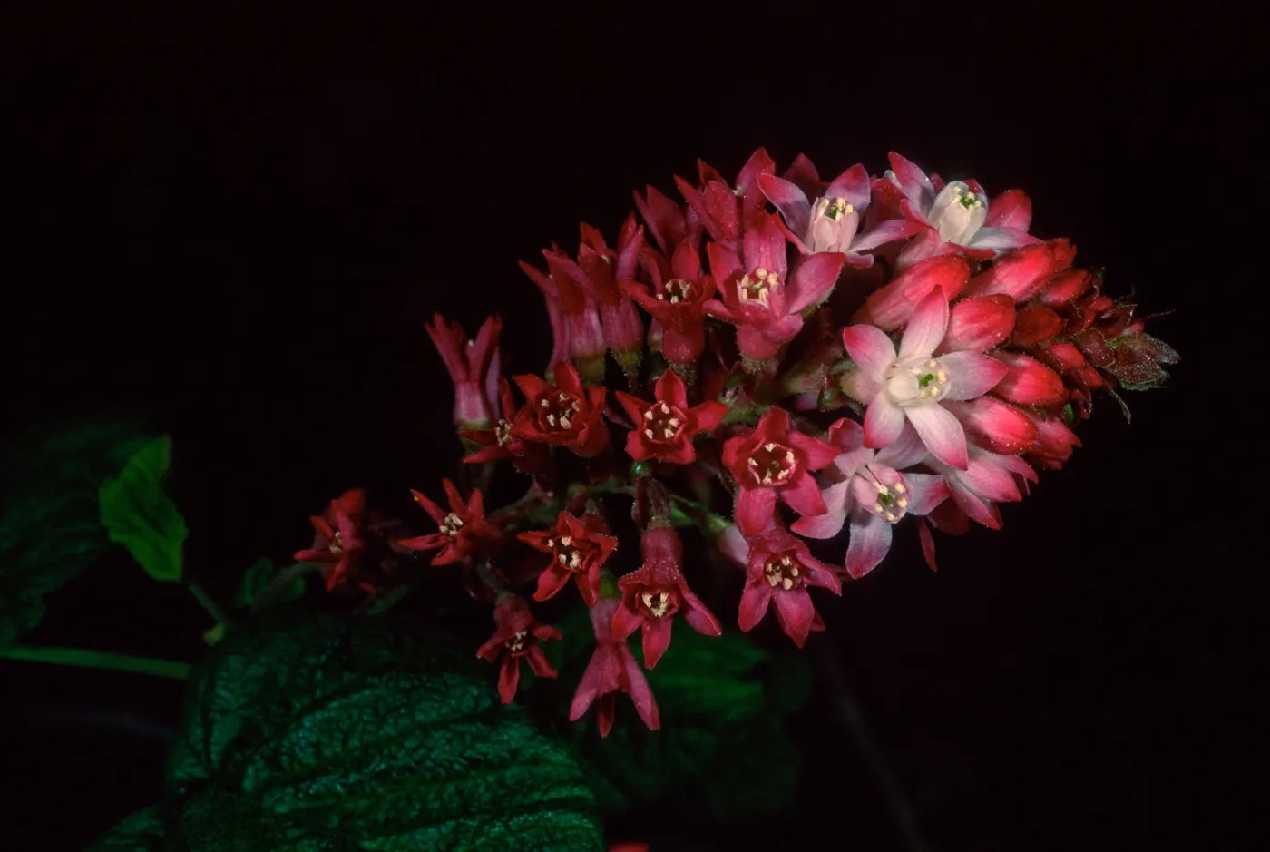 Ribes ‘Joyce Rose‘ Acc. #95-52-1, Santa Barbara Botanic Garden