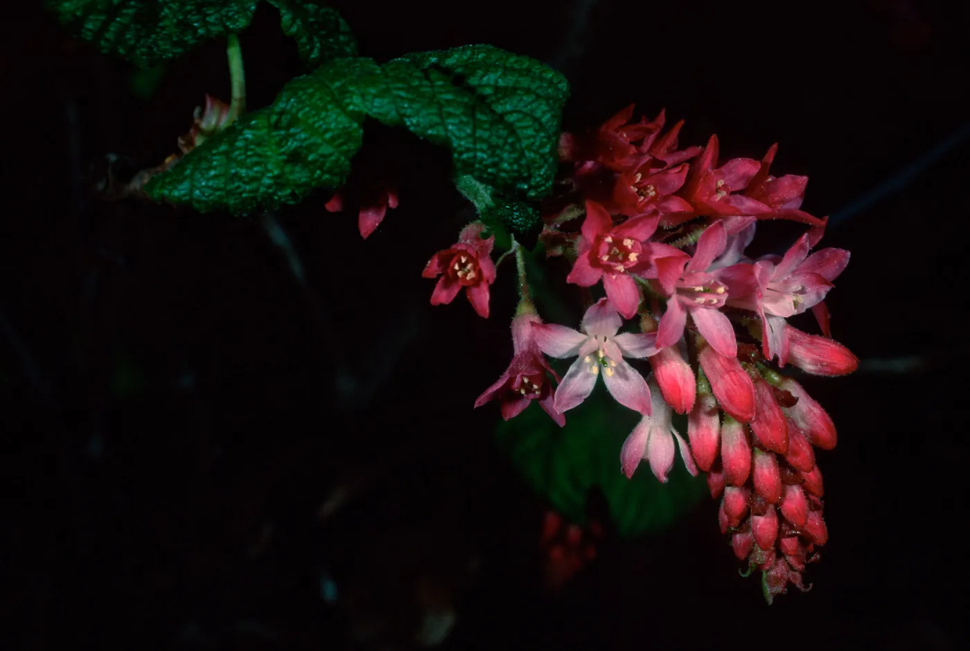 Ribes ‘Joyce Rose‘ Acc. #95-52-1, Santa Barbara Botanic Garden