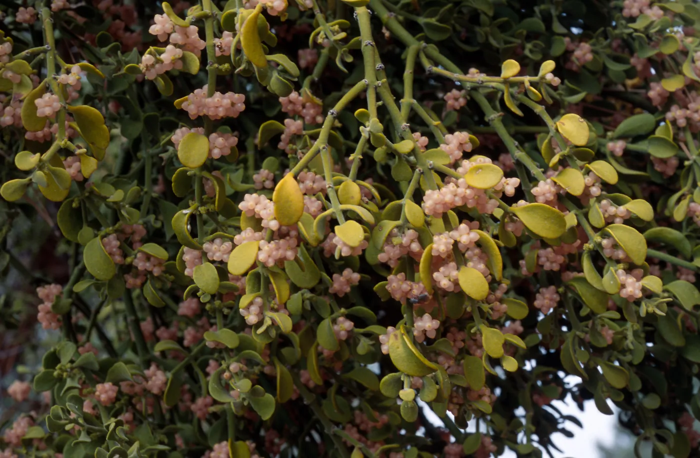 Phoradendron villosum, on Quercus John-Tuckeri, Mesa Spring Camp, Los Padres National Forest
