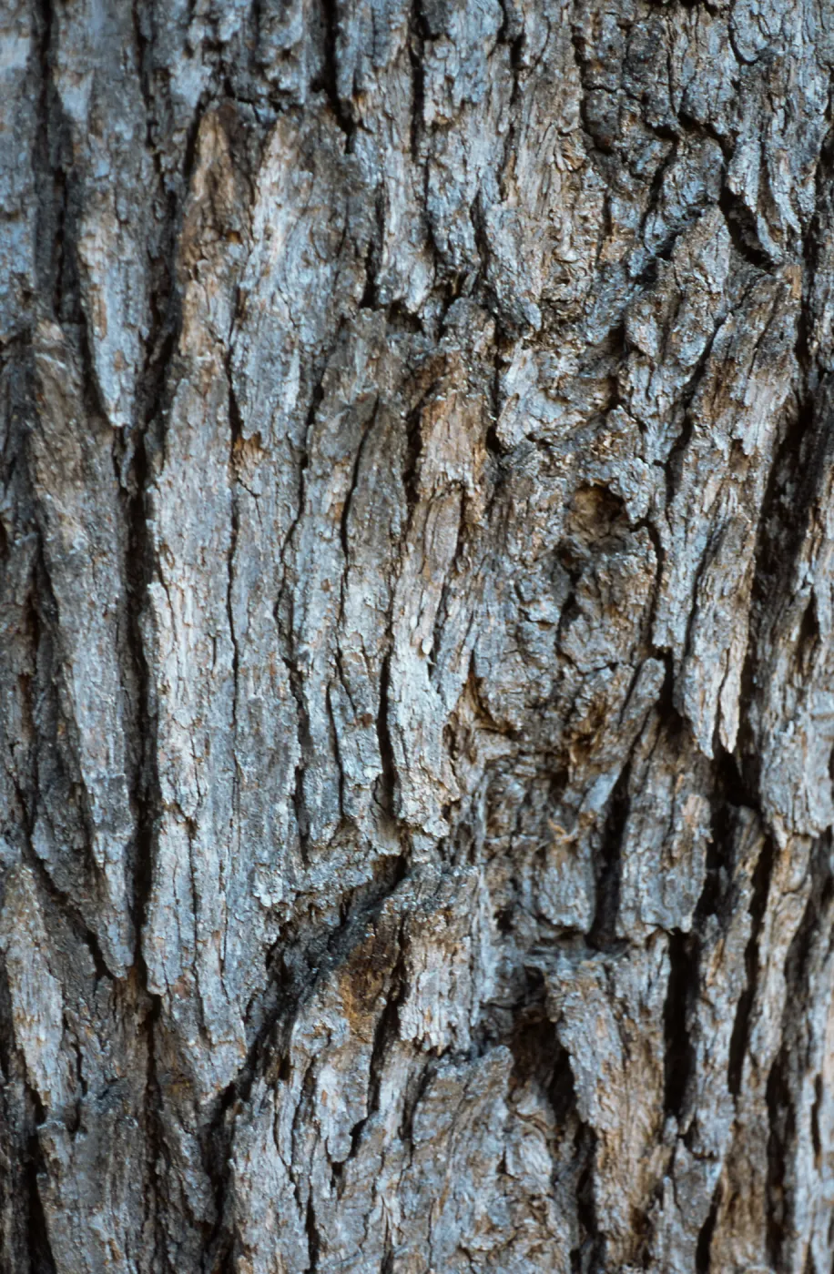 Quercus chrysolepis bark, Mesa Spring Trail, Los Padres National Park