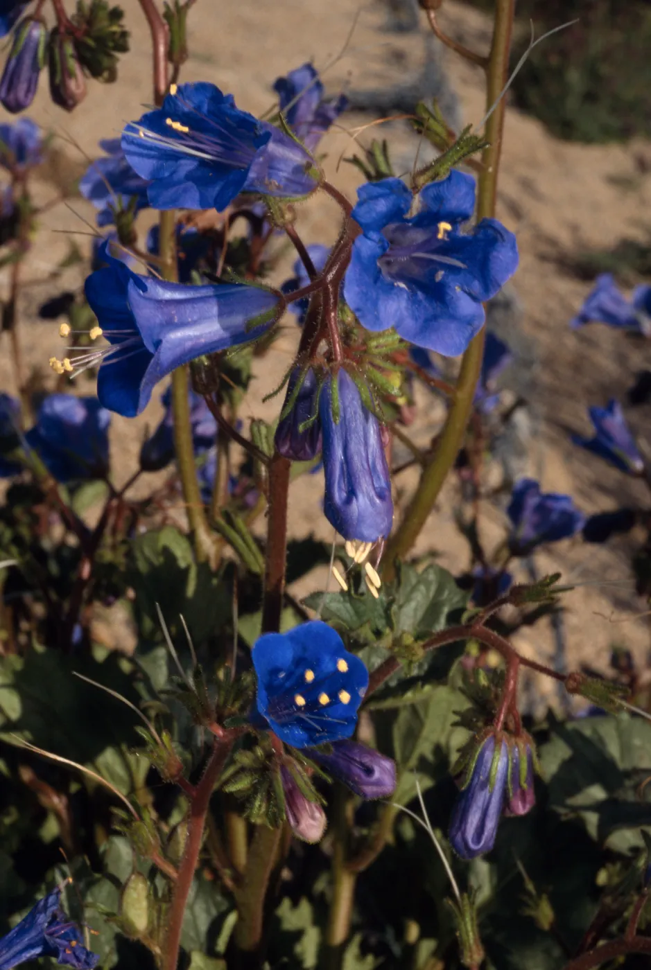 Phacelia campanularia, Cottonwood, Joshua Tree National Park