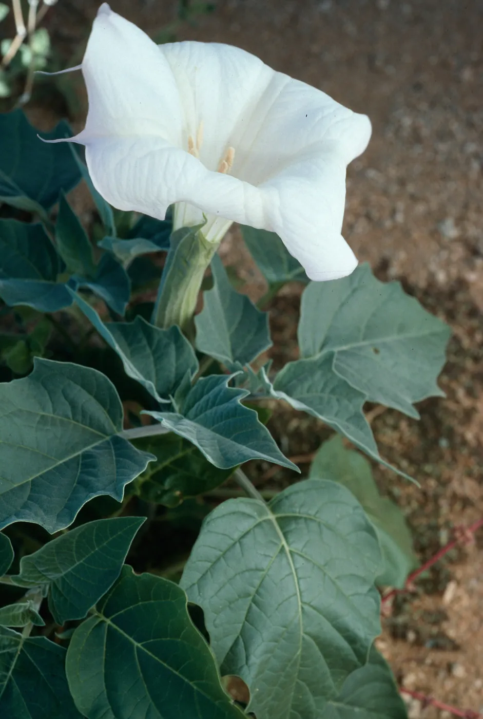 Datura wrightii, Joshua Tree National Park