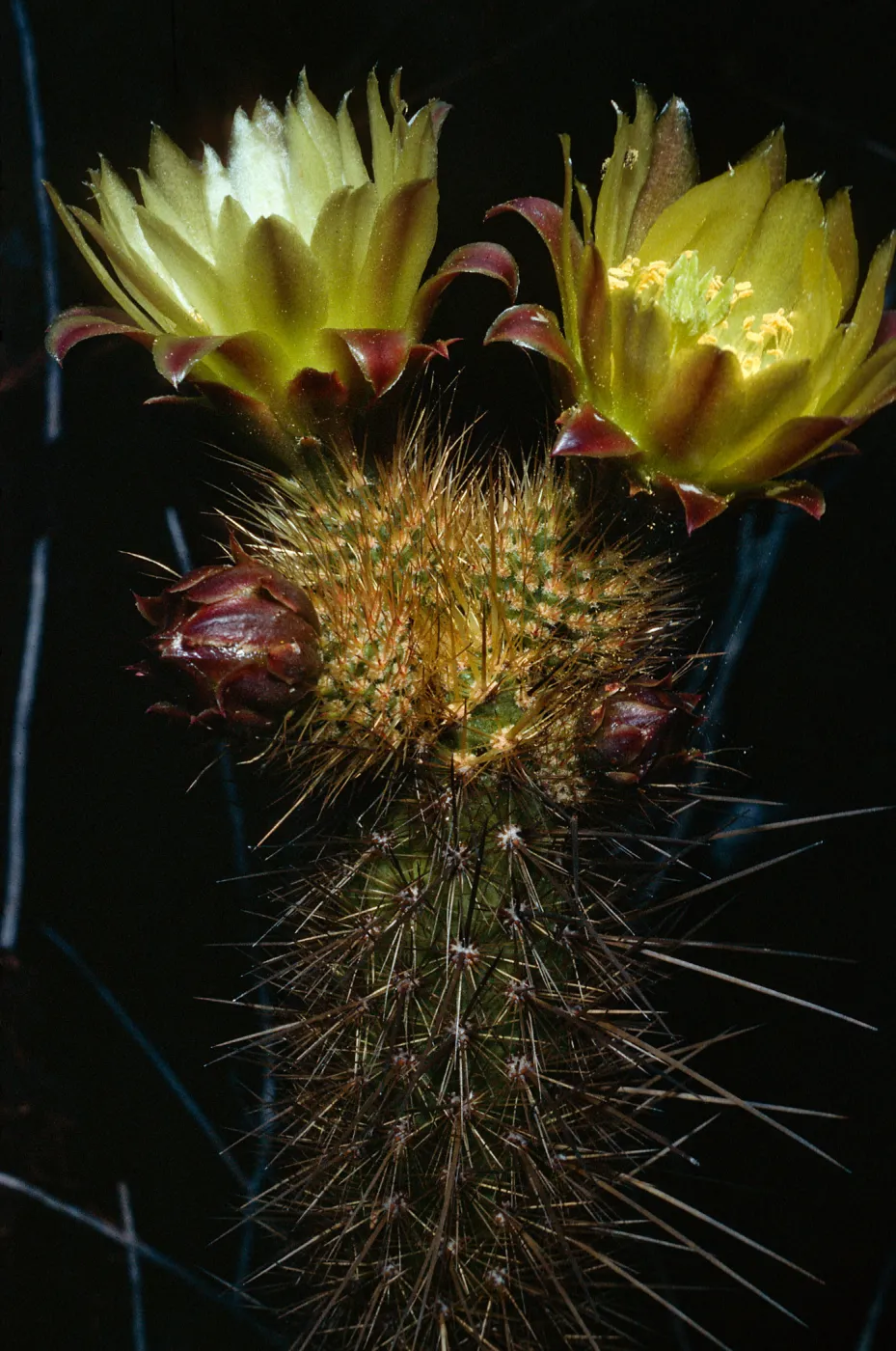 Bergerocactus emoryi, S. Todos Santos Island