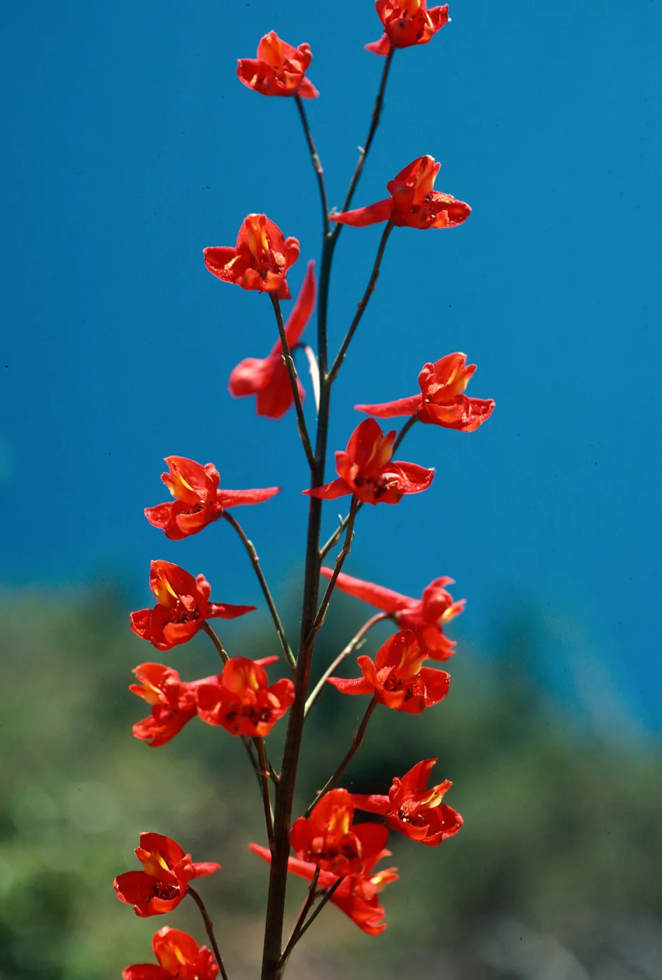 Delphinium cardinale, ruins, East Camino Cielo, Santa Barbara County
