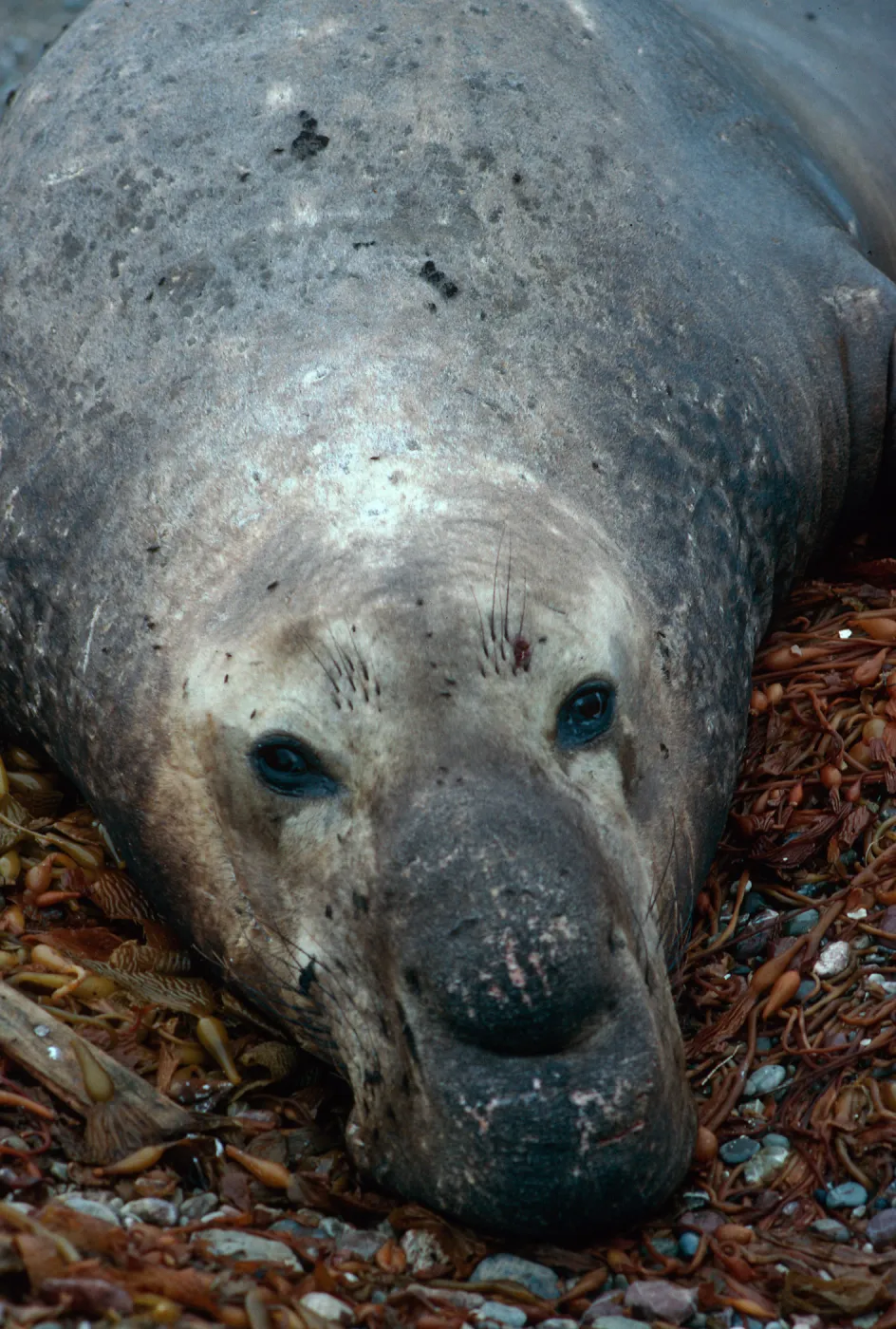 San Benito Island, Male Elephant Seal