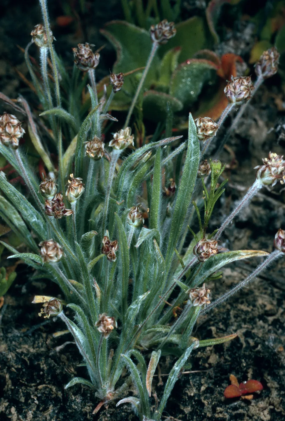 Plantago ovata, SN-1055, canyon east of marker “spur”, San Nicolas Island