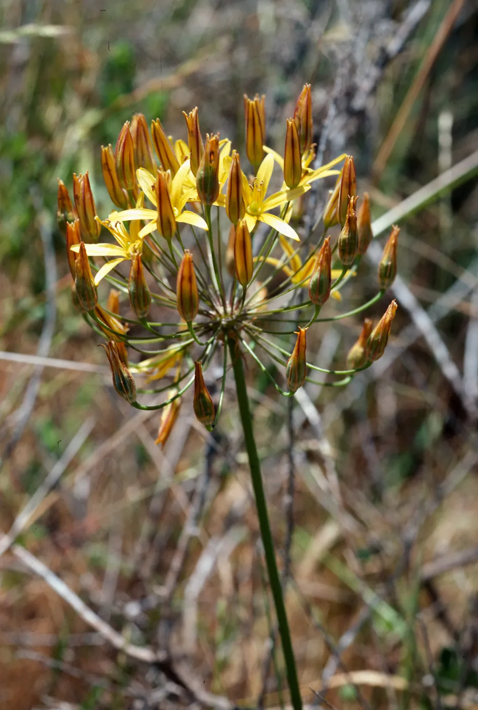 Bloomeria crocea, Gaviota, Santa Barbara County