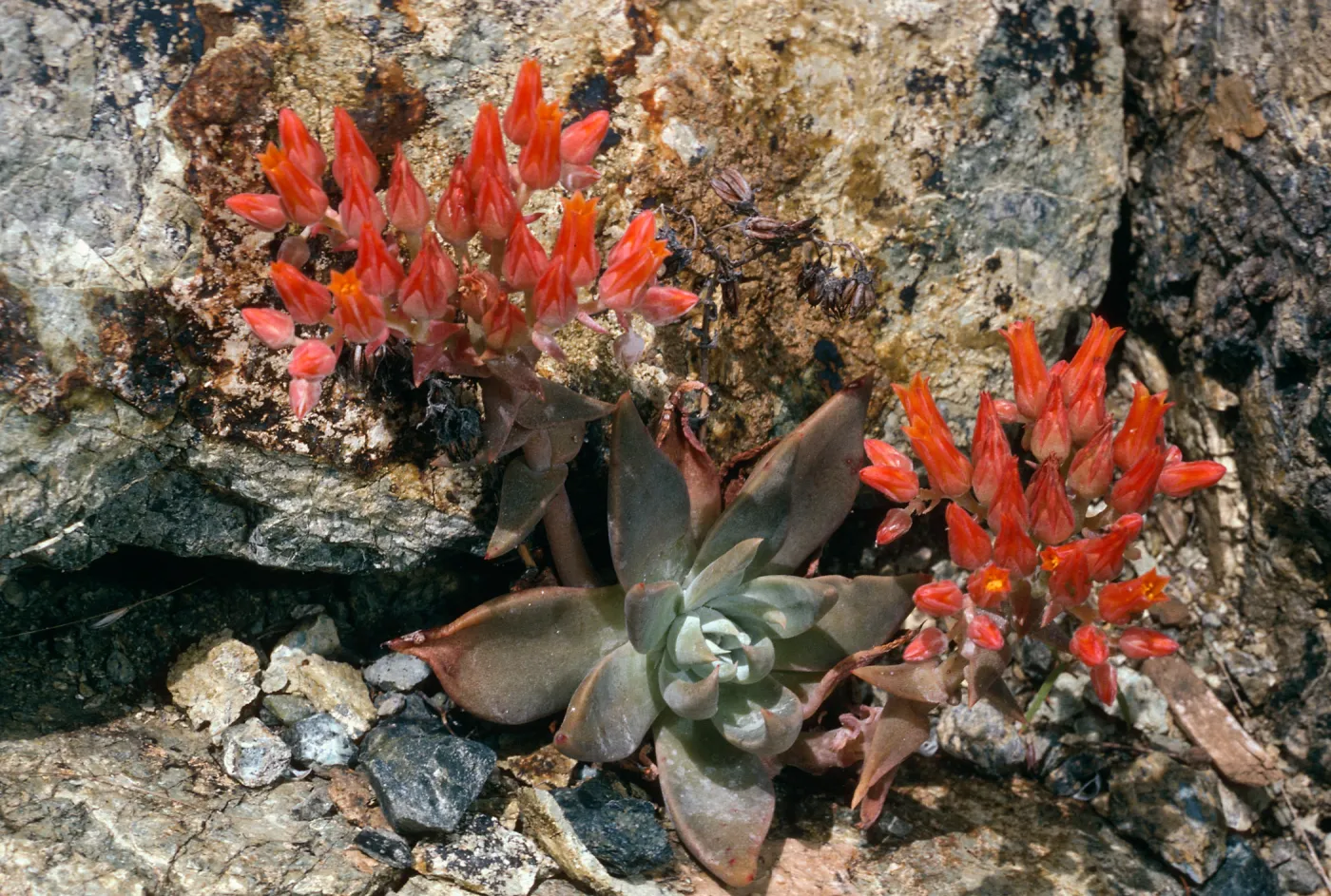 Dudleya cymosa, U. C. Berkeley Botanic Garden, from Burro Mountain, Monterey, California