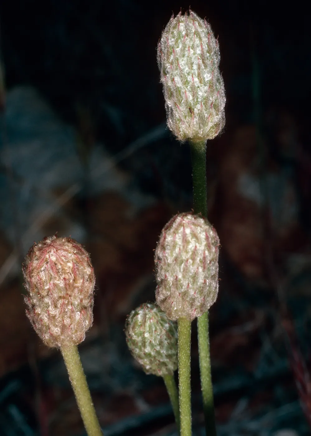 Anemone tuberosa, Keystone Canyon, New York Mountains, San Bernardino County