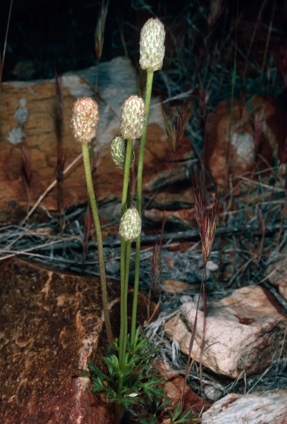 Anemone tuberosa, Keystone Canyon, New York Mountains, San Bernardino County
