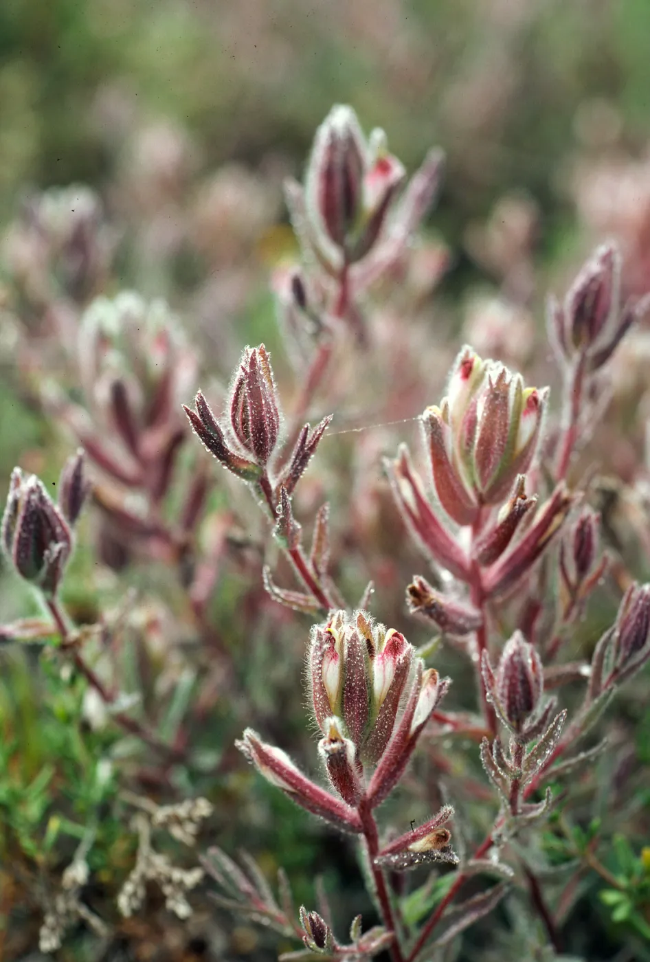 Cordylanthus maritimus, Carpinteria salt marsh, Santa Barbara County