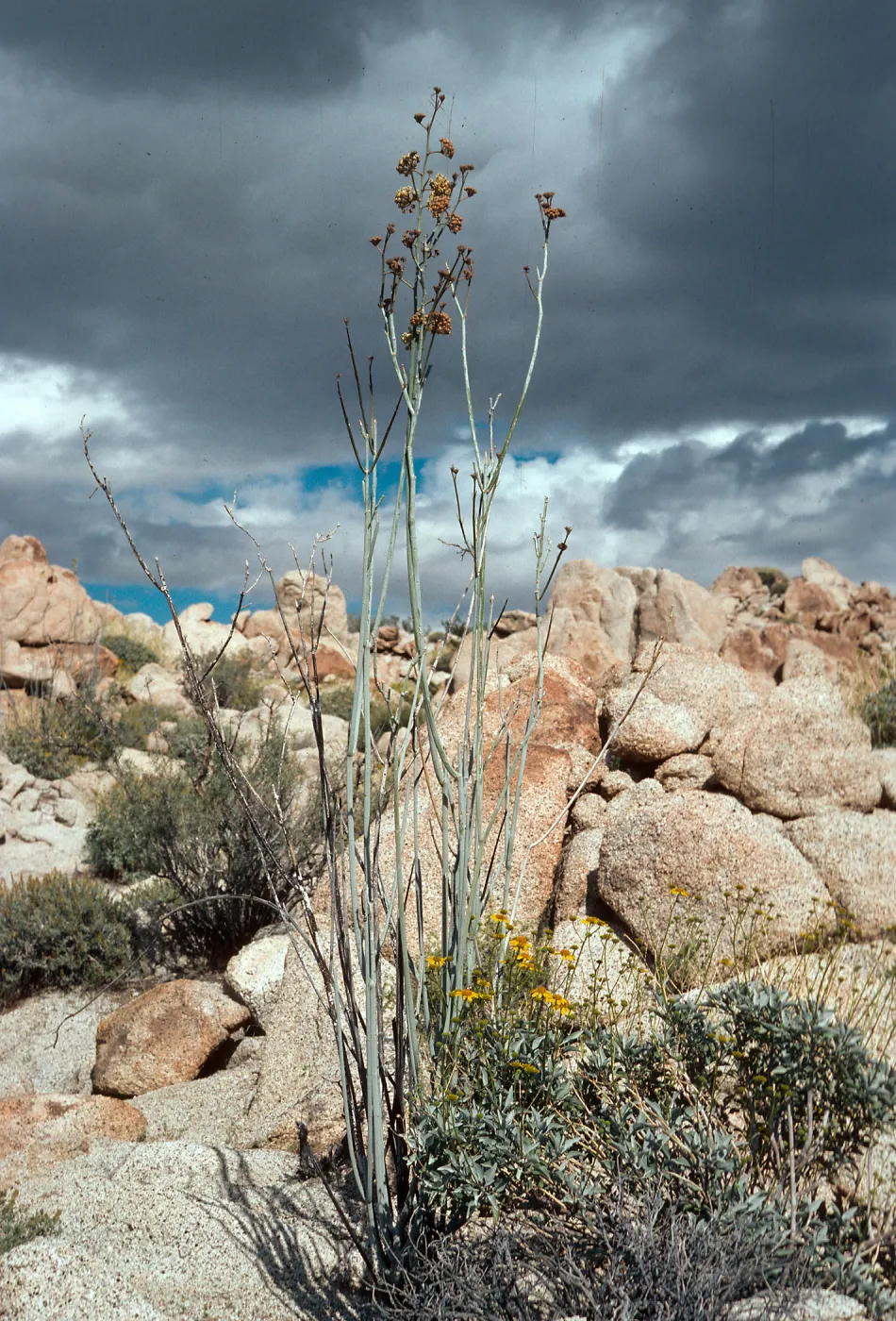 Asclepias albicans, Bow Willow, Anza-Borrego State Park