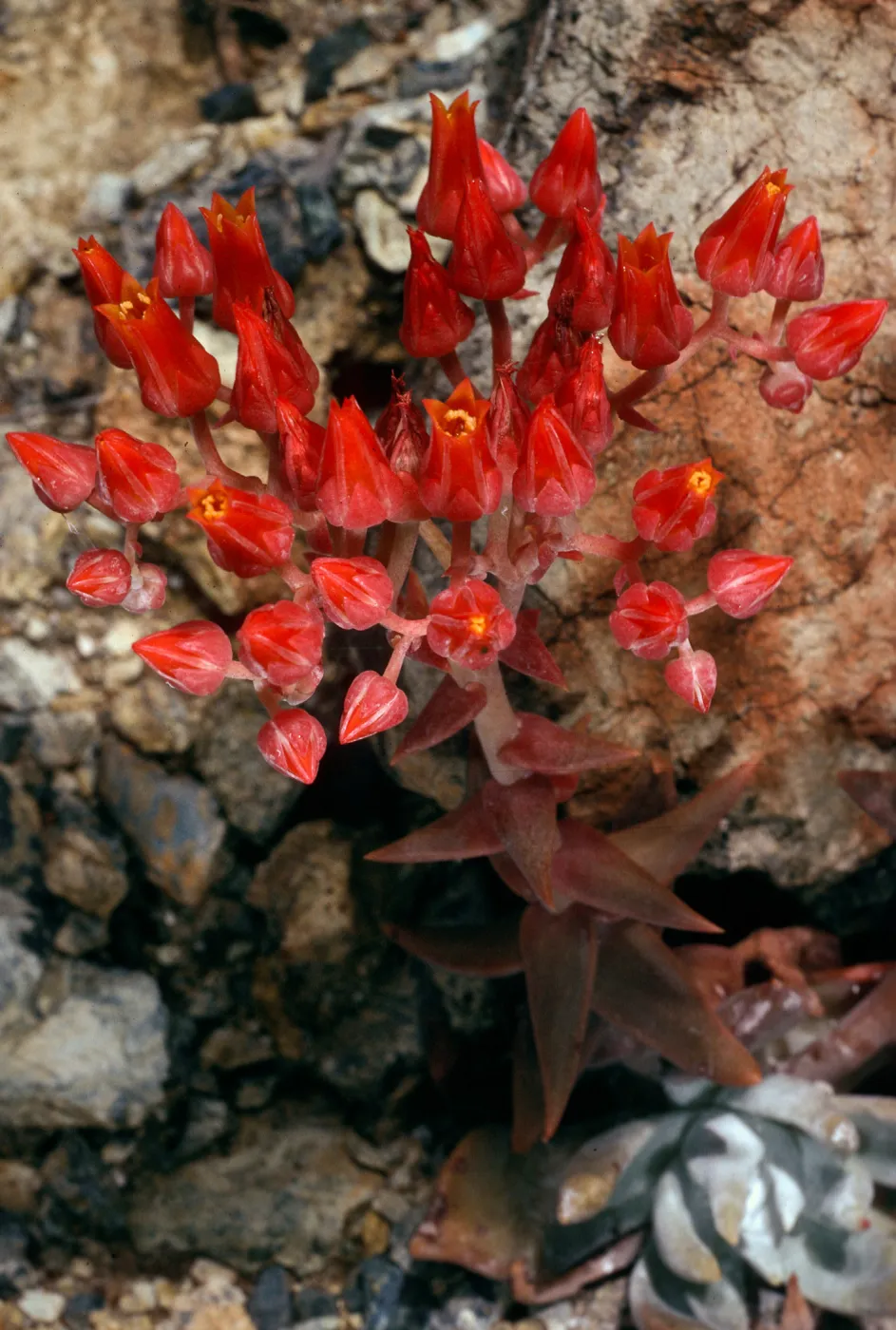 Dudleya cymosa, exhibited at U. C. Berkeley Botanic Garden, from Burro Mountain, Monterey County
