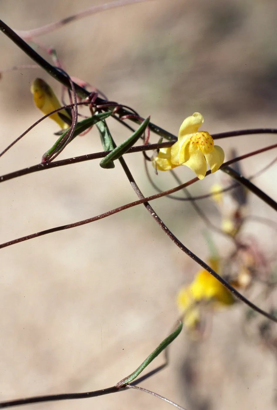 Antirrhinum filipes, Anza-Borrego State Park