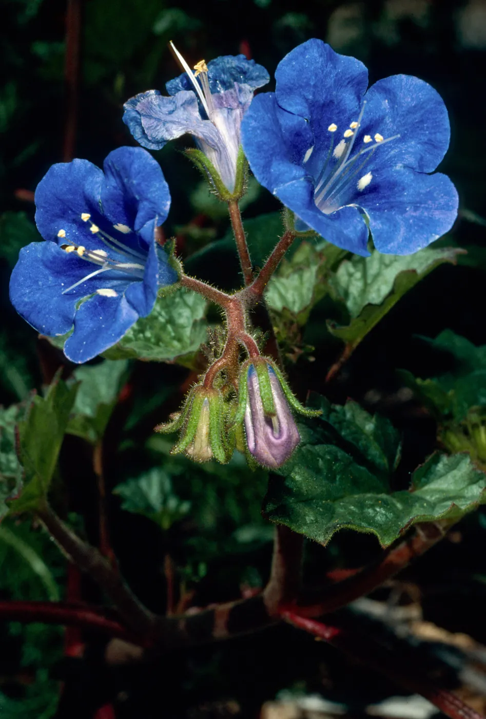 Phacelia campanularis, Santa Barbara Botanic Garden