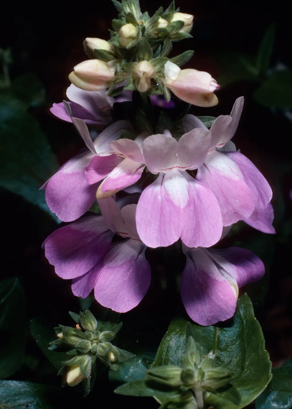 Collinsia heterophylla, Santa Barbara Botanic Garden