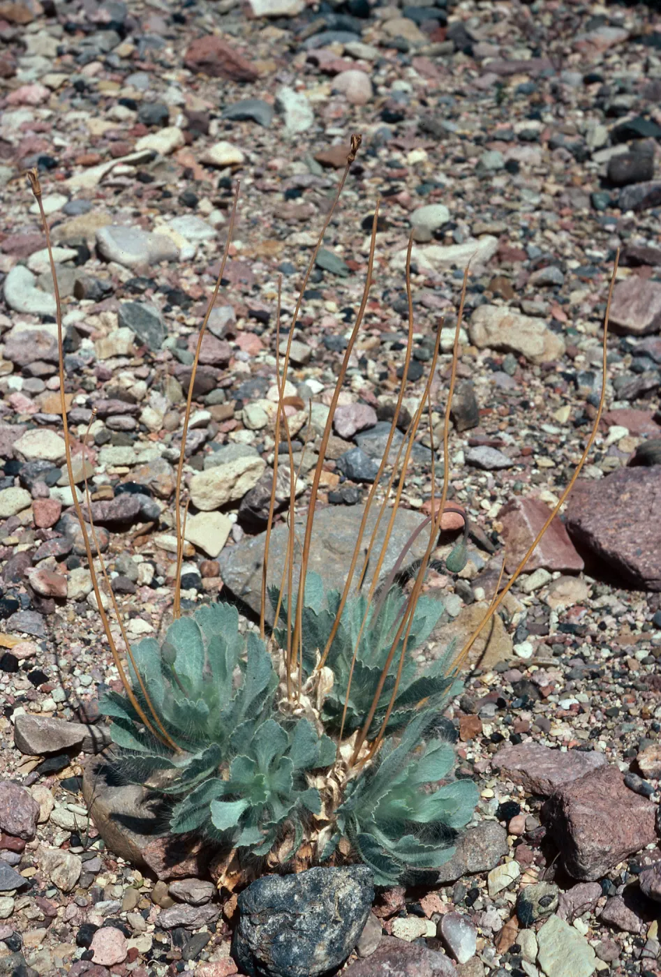 Arctomecon merriamii, Titus Canyon, 1 mile above Klare Spring, Death Valley