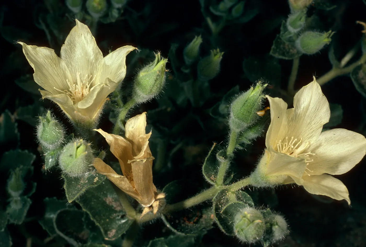 Eucnide urens, Cottonwood Canyon, Death Valley
