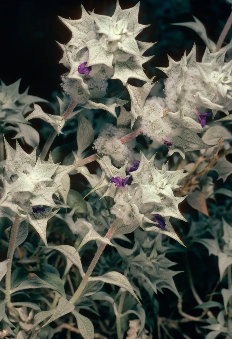 Salvia funerea (Death Valley Sage), Titus Canyon, Death Valley