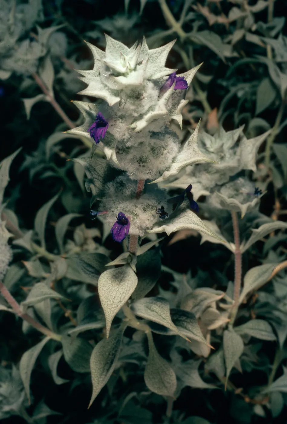 Salvia funerea (Death Valley Sage), Titus Canyon, Death Valley