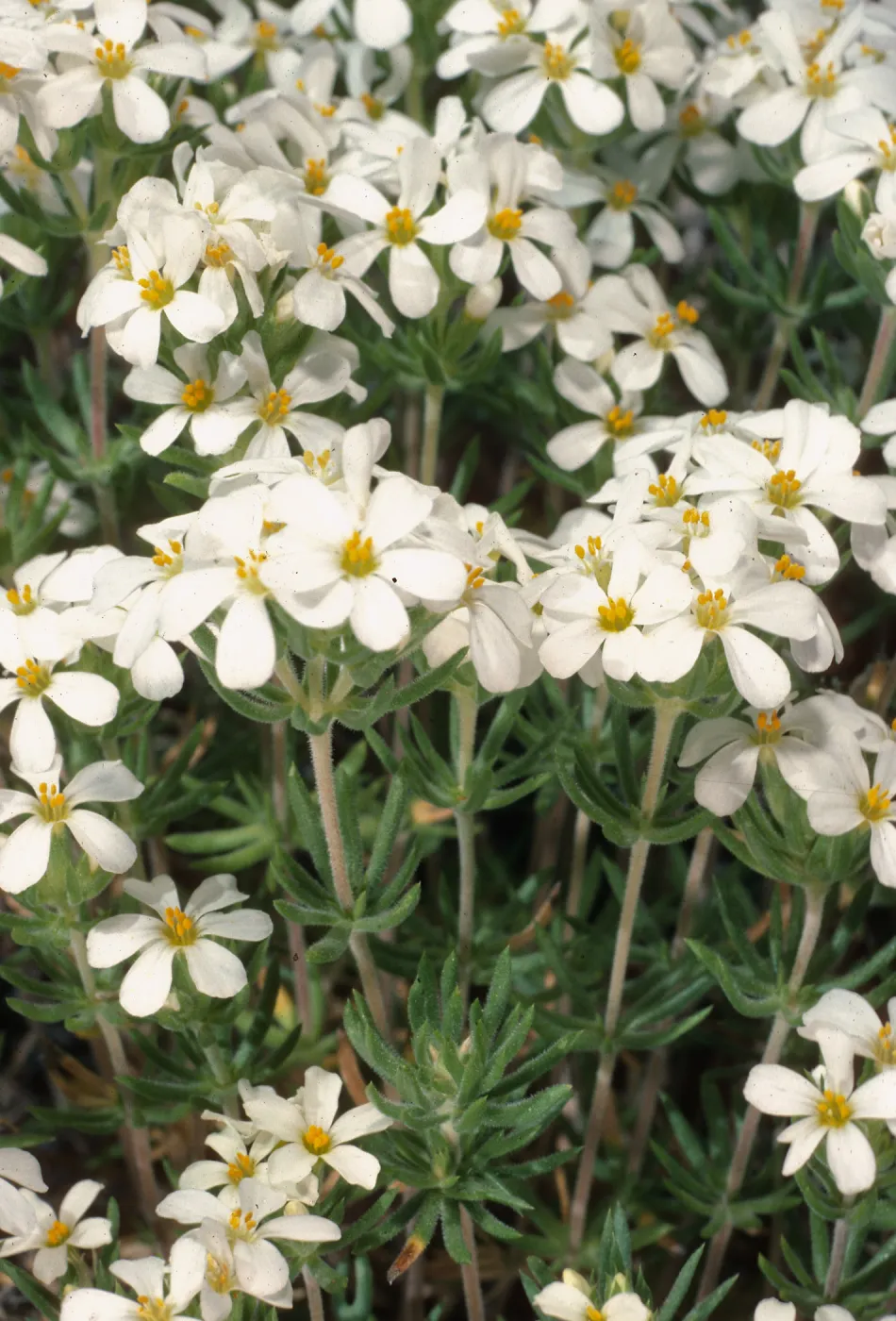 Linanthus nuttallii, Wyman Canyon, White Mountains, Inyo National Forest